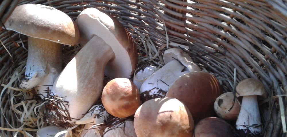 Produtos & Ingredientes - Cogumelo porcini cresce em fazenda de SC - Gazeta do Povo 28/04/2016